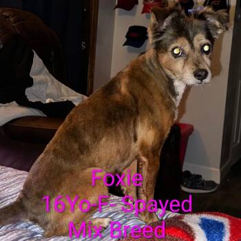 Terrier Dogs Available for Adoption in Trenton, Georgia - Foxie HW+ | PetCurious