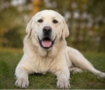 Max-Strength Through Silence -  Yellow Labrador Retriever and Great Pyrenees Dog for Adoption in Houston, Texas - Max-Strength Through Silence | PetCurious
