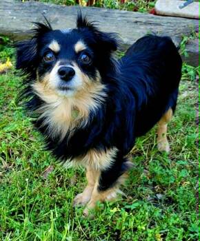Chihuahua and Pomeranian Dogs Available for Adoption in Roseville, California - Rebel! | PetCurious