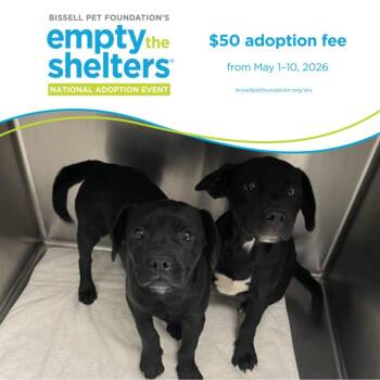 Labrador Retriever and French Bulldog Dogs Available for Adoption in Santa Cruz, California - MIRASOL* | PetCurious