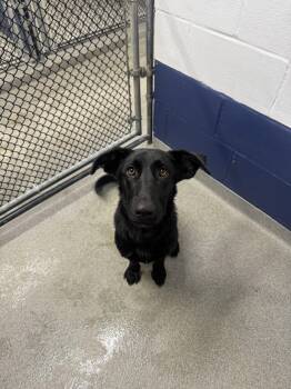 Ava 9 months old Available 9/30 -  Labrador Retriever Dog for Adoption in Sterling, Massachusetts - Ava 9 Months Old Available 9/30 | PetCurious