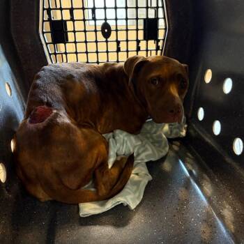 Addie -  Mixed Breed Dog for Adoption in Newark, New Jersey - Addie | PetCurious