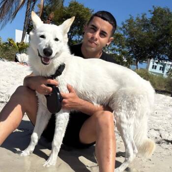 Siberian Husky Dogs Available for Adoption - Maximo | PetCurious