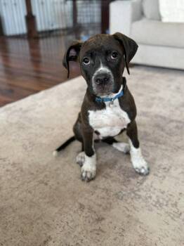 Rowan -  Pit Bull Terrier and Boxer Dog for Adoption in Midway, Utah - Rowan | PetCurious