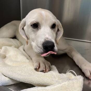 Surge -  Labrador Retriever and Mixed Breed Dog for Adoption in Charlottesville, Virginia - Surge | PetCurious
