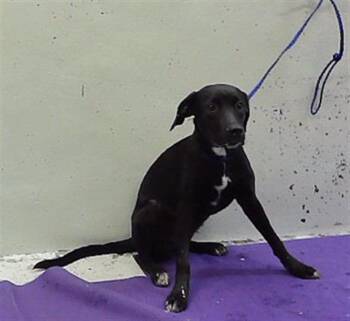 QUINN -  Labrador Retriever and Mixed Breed Dog for Adoption in Houston, Texas - QUINN | PetCurious