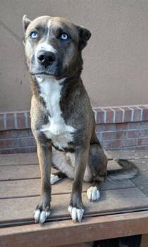 MIA -  Siberian Husky and Mixed Breed Dog for Adoption in Frisco, Colorado - MIA | PetCurious