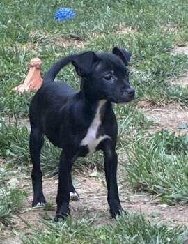Sofie Marie -  Mixed Breed Dog for Adoption in Hobart, Indiana - Sofie Marie | PetCurious