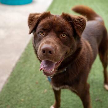 Tyson -  Husky and Mixed Breed Dog for Adoption in Gainesville, Georgia - Tyson | PetCurious