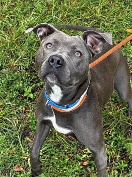 American Staffordshire Terrier Dogs Available for Adoption in Fort Lauderdale, Florida - GRAY LINDA | PetCurious