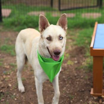 NANNA -  Husky and Labrador Retriever Dog for Adoption in San Antonio, Texas - NANNA | PetCurious