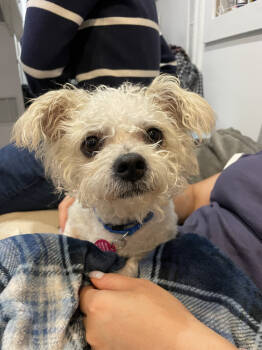Rescue Maltese and Poodle Dogs for Adoption in New York, New York - Latke | PetCurious