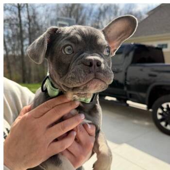 French Bulldog Dogs Available for Adoption in Huber Heights, Ohio - Umi | PetCurious