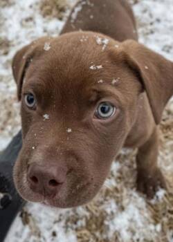 Mixed Breed Dogs Available for Adoption - Squiggles | PetCurious