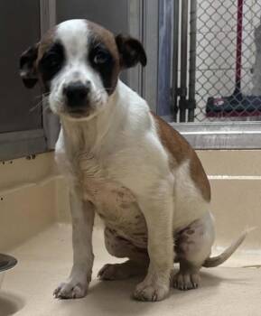 Pit Bull Terrier and Mixed Breed Dogs Available for Adoption - Hazel | PetCurious