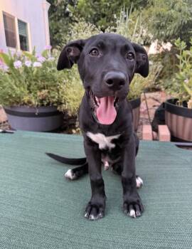 Russell -  Labrador Retriever and Pit Bull Terrier Dog for Adoption in Pasadena, California - Russell | PetCurious