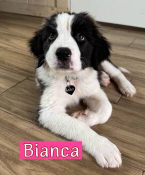 Bianca -  Great Pyrenees Dog for Adoption in Fort Worth, Texas - Bianca | PetCurious