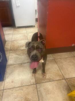Esmerelda -  Mixed Breed Dog for Adoption in Cincinnati, Ohio - Esmerelda | PetCurious
