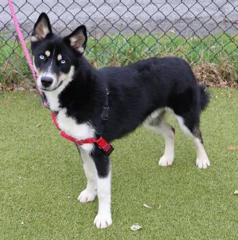 Rescue Husky Dogs for Adoption in Harrison, New York - Royale | PetCurious