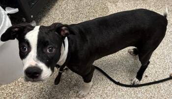 SHEBA -  Pit Bull Terrier Dog for Adoption in Colorado Springs, Colorado - SHEBA | PetCurious