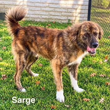Sarge -  Anatolian Shepherd and Australian Shepherd Dog for Adoption in Abbotsford, British Columbia - Sarge | PetCurious