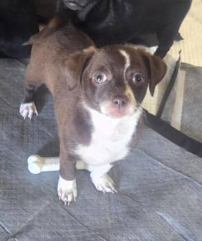 Dachshund and Chihuahua Dogs Available for Adoption in Cave Creek, Arizona - Dos | PetCurious