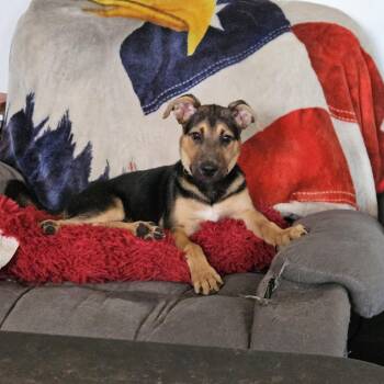 Diesel -  German Shepherd Dog Dog for Adoption in Myrtle Beach, South Carolina - Diesel | PetCurious