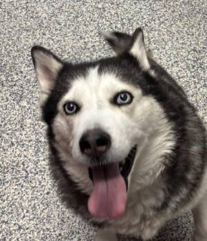 Siberian Husky Dogs Available for Adoption - Laka | PetCurious