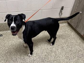 MORPHEUS -  Boxer and Mixed Breed Dog for Adoption in Colorado Springs, Colorado - MORPHEUS | PetCurious
