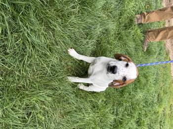 Rescue Coonhound Dogs for Adoption in Glenwood City, Wisconsin - Mocha | PetCurious