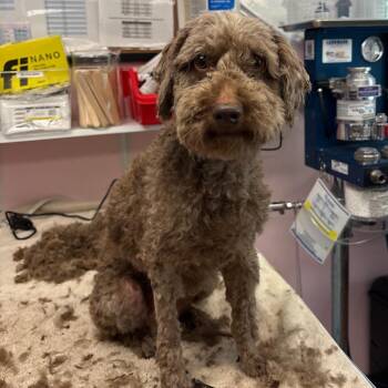 Mixed Breed Dogs Available for Adoption in Port Richey, Florida - Bessie | PetCurious