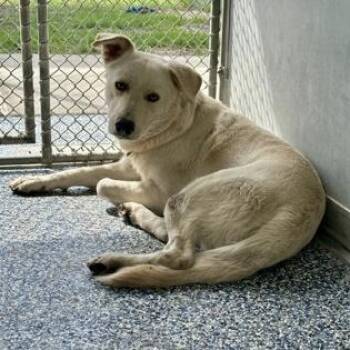 German Shepherd Dog and Labrador Retriever Dogs Available for Adoption in Converse, Texas - Polybear | PetCurious