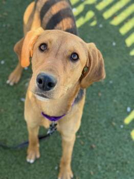 Foxhound and Mixed Breed Dogs Available for Adoption in Methuen, Massachusetts - NELSON | PetCurious
