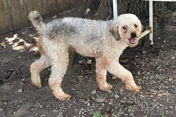 Arthur -  Poodle Dog for Adoption in Lexington, Kentucky - Arthur | PetCurious
