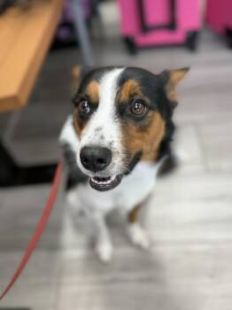 Australian Shepherd and Border Collie Dogs Available for Adoption in Deltona, Florida - Zeus | PetCurious