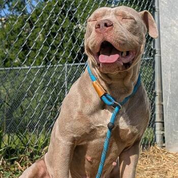 Lilac -  Pit Bull Terrier Dog Available for Adoption in Northbrook, Illinois - Lilac | PetCurious