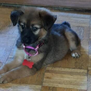 German Shepherd Dog Dogs Available for Adoption in Houston, Texas - Gina | PetCurious