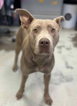 Rescue Pit Bull Terrier Dogs for Adoption in Eagle, Idaho - Dory **Courtesy Post. Out Of Town Pet. See Below For Details** | PetCurious