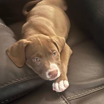 Pit Bull Terrier and Chocolate Labrador Retriever Dogs Available for Adoption in Tempe, Arizona - Honey | PetCurious