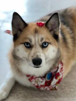 Juneau -  Pomeranian and Husky Dog for Adoption in Hazlet, New Jersey - Juneau | PetCurious