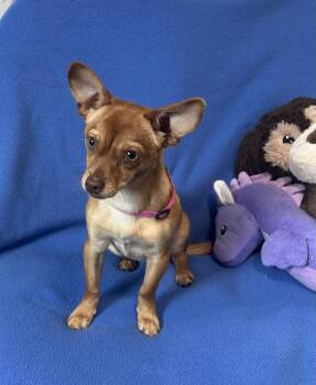 Chihuahua Dogs Available for Adoption in Cedartown, Georgia - Kibby | PetCurious