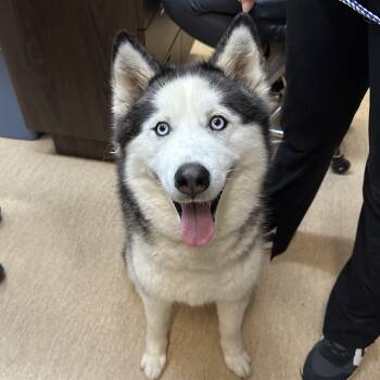 Husky Dogs Available for Adoption - Ella  | PetCurious