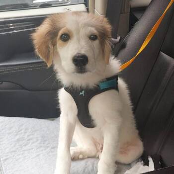 Gaston -  Great Pyrenees Dog for Adoption in Covington, Tennessee - Gaston | PetCurious