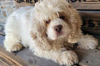 Cocker Spaniel Dogs Available for Adoption in Saint Clairsville, Ohio - Tressa | PetCurious