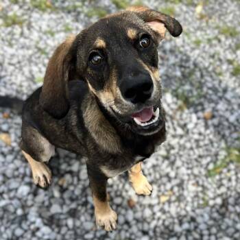 Beagle Dogs Available for Adoption in Clarksville, Tennessee - Maisy | PetCurious