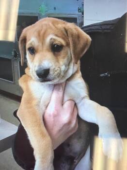 Border Collie Dogs Available for Adoption in Nacogdoches, Texas - Benny | PetCurious