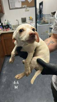 Dachshund and Jack Russell Terrier Dogs Available for Adoption in Boulder, Colorado - Pistachio | PetCurious