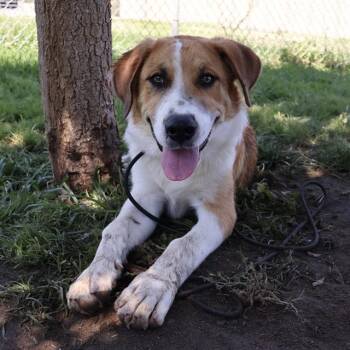 BIGAD SHABAN -  Great Pyrenees and Border Collie Dog for Adoption in Modesto, California - BIGAD SHABAN | PetCurious