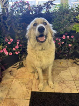 Rescue Great Pyrenees Dogs for Adoption in Leavenworth, Kansas - Cotton | PetCurious
