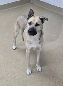 Shepherd and Mixed Breed Dogs Available for Adoption in North Miami Beach, Florida - S/C Buster | PetCurious